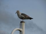 Juvenile Gull